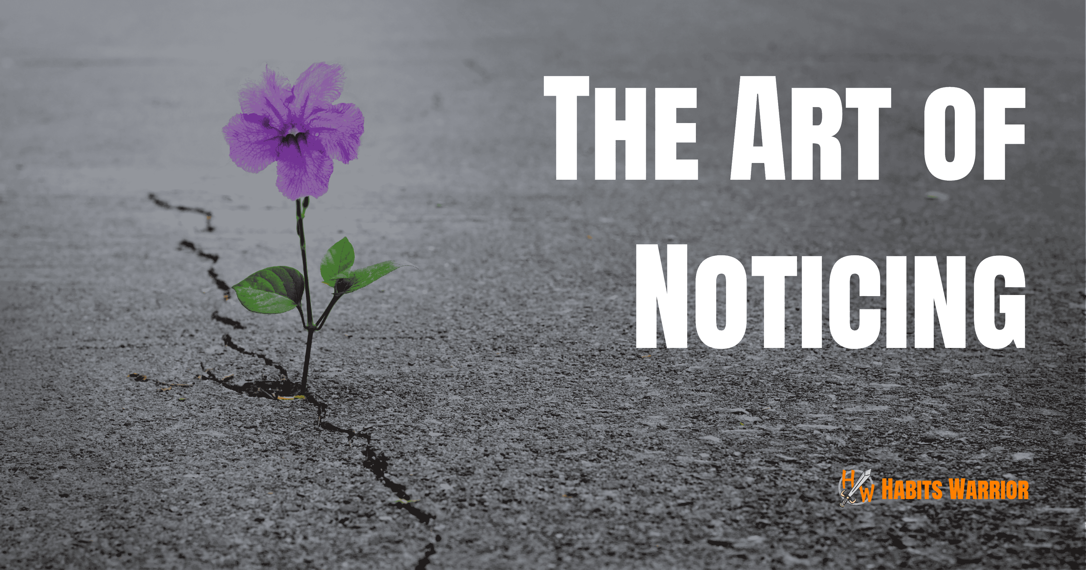 The Art of Noticing: Finding Beauty in the Overlooked
